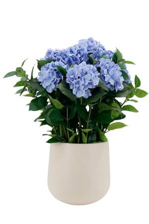 Kék műhortenzia kaspóban, 75 cm
