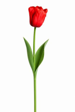 Piros mű tulipán levelekkel - 1 darab, 67cm