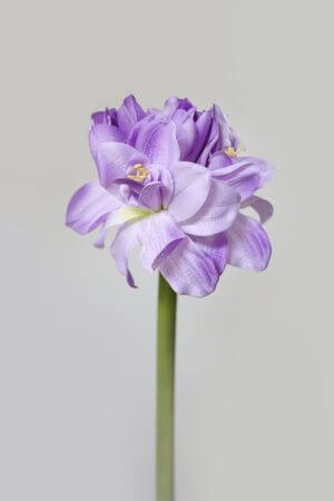 Fialový umělý amarylis 80cm