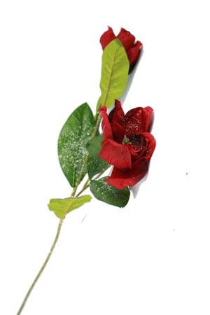 Červená magnólia na zelenej stonke