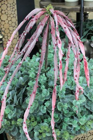 Růžová umělá rostlina s tmavými bobulemi 130cm