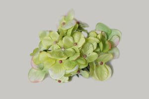 Zöld mű hortenzia fej 13cm