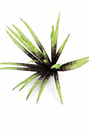 Zeleno hnědá umělá sansevieria 80cm