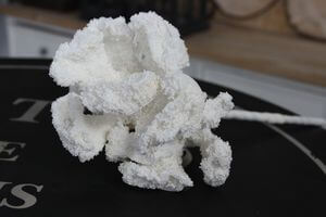 Bílý umělý korál na stonku 35cm