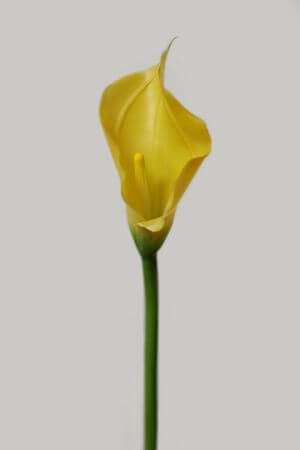 Sárga mű kála szárral 71cm