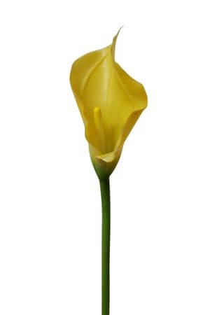Sárga mű kála szárral 71cm