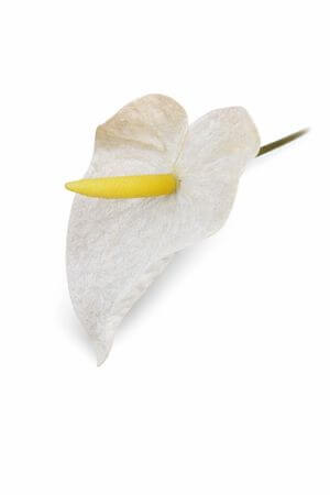 Fehér bársony anthúrium (flamingóvirág)