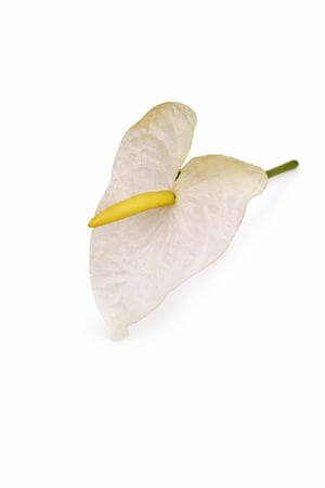 Lazac színű bársony antúrium (flamingóvirág)