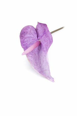 Lila bársony anthúrium (flamingóvirág)