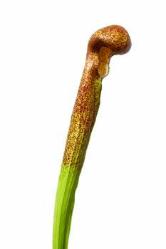 Zelenohnědá umělá saracenie 64cm