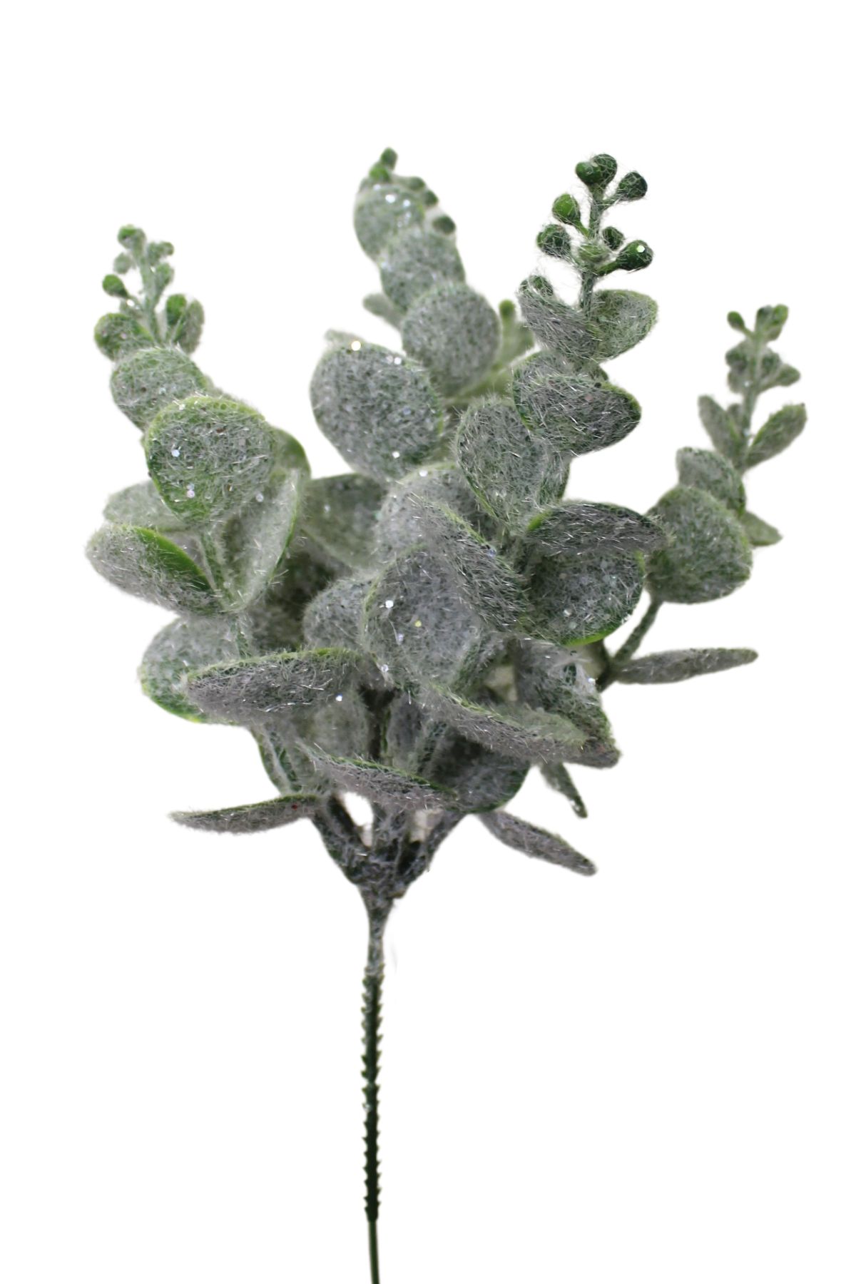 Ledový zmrzlý eukalyptus