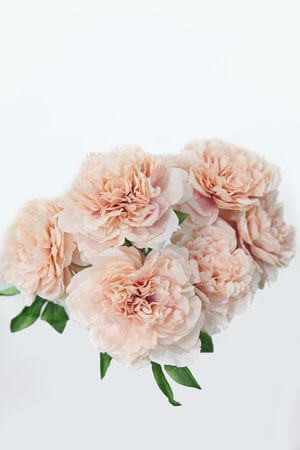 Lazac színű mű bazsarózsa csokor 55cm