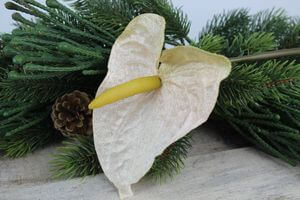 Lososová zamatová antúria