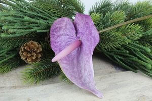 Fialová zamatová antúria