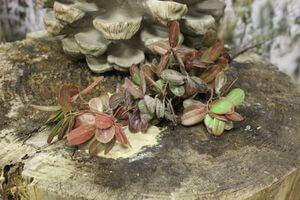 Zeleno hnědá podzimní větvička 63 cm