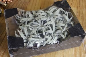 Zelené světlé tillandsie v krabičce 12 ks