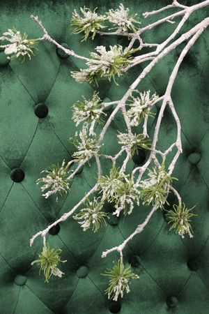 Zelená zasnežená haluz asclepias 98 cm